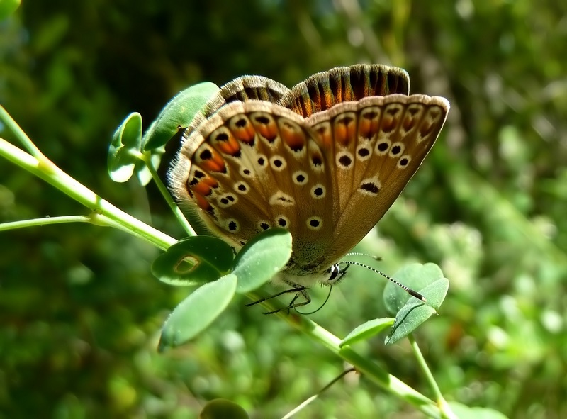 femmine di Polyommatus sp.